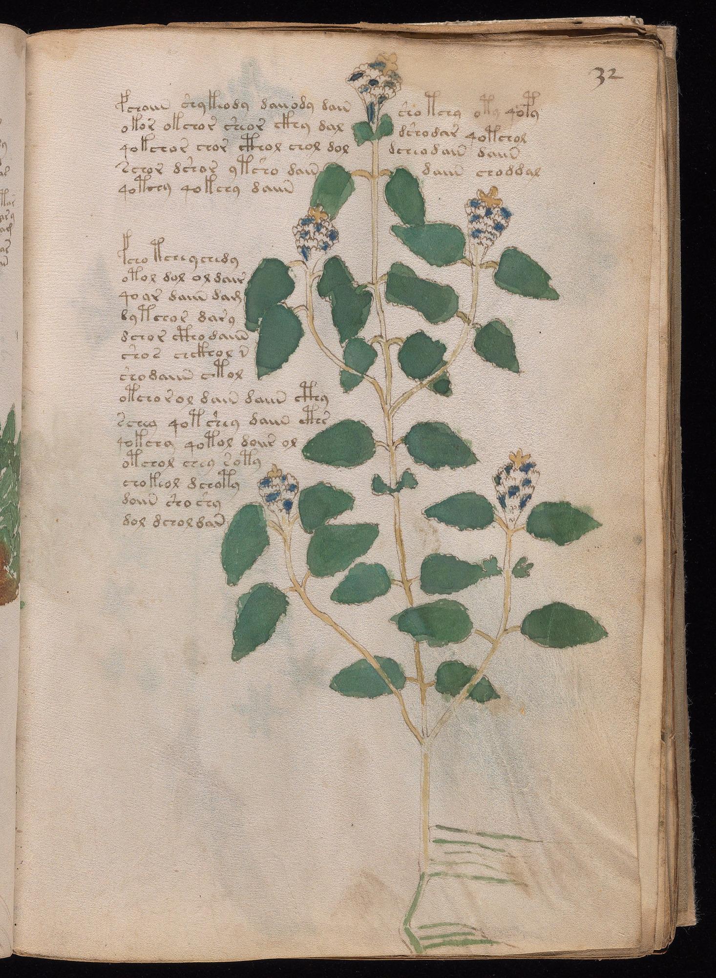 Voynich Manuscript folio f32r — Beinecke MS 408